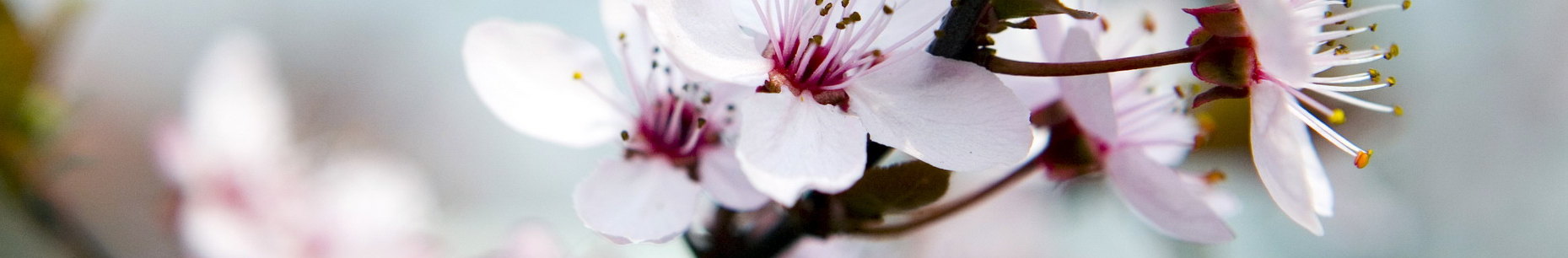 blomst.jpg