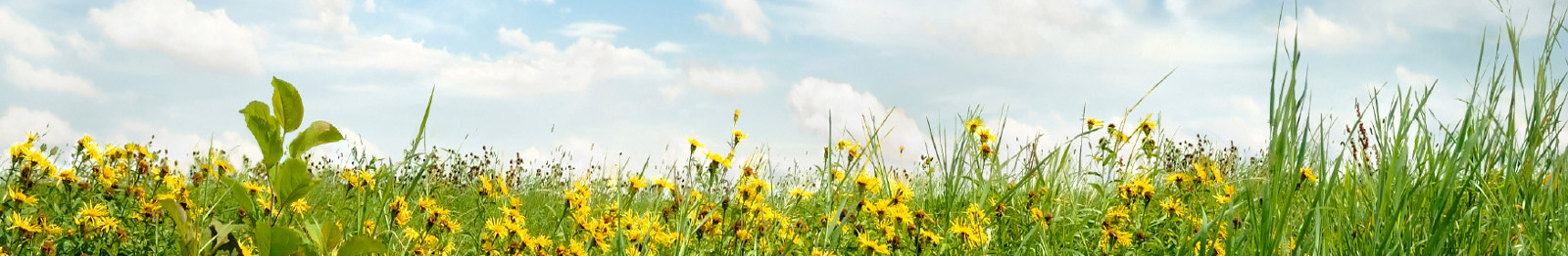 guleblomster.jpg